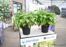 De Yummy van Plantipp is en Primocande Framboos en geeft elk jaar opnieuw fruit.